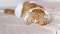 Pertolongan Pertama Kucing Keracunan Makanan, Tanda, Penyebab, dan Langkah Cepat