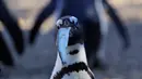 Seekor Penguin Afrika atau Penguin Jackass diberi makan selama persentasi spesies terancam punah kepada awak media di kebun binatang Roma, Kamis (27/12). Penguin Jackass memiliki pola berwana merah muda di bagian atas mata.  (AP/Alessandra Tarantino)