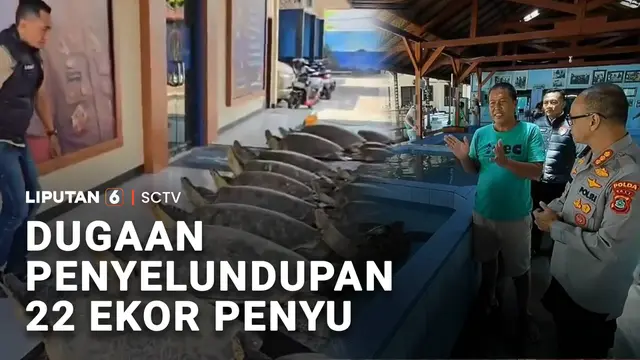 Dugaan Penyelundupan 22 Ekor Penyu