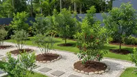 6 Ide Kebun Buah Mini Belakang Rumah Tanpa Bikin Becek yang Mudah Ditiru