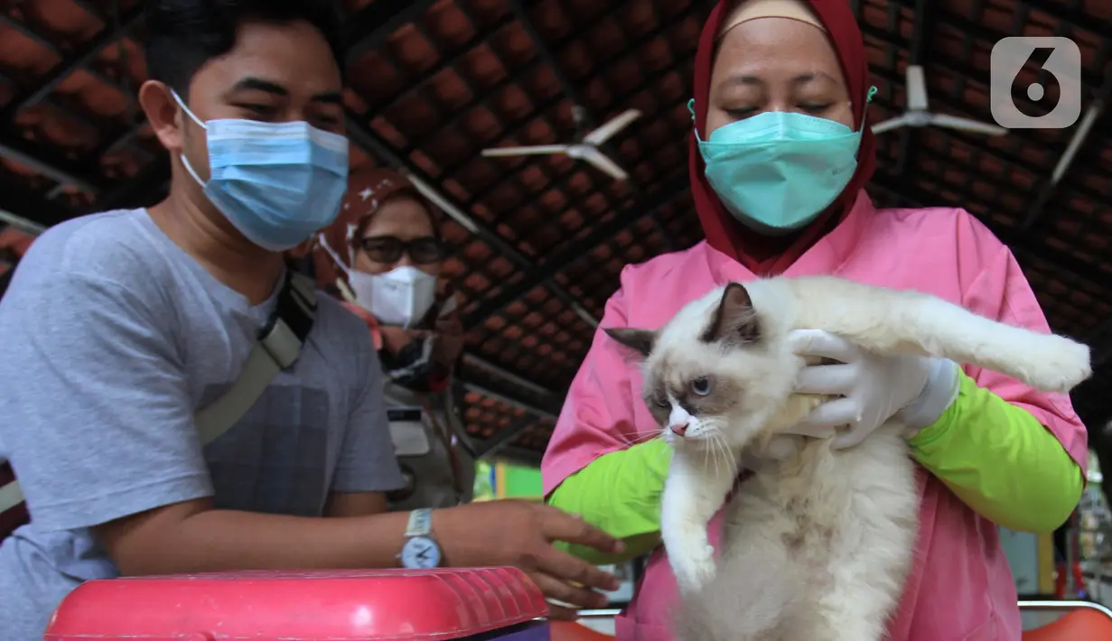 Seekor kucing mengikuti vaksinasi rabies di halaman Kantor RPTRA Hati Suci, Kampung Bali, Jakarta, Selasa (25/1/2022). Sudin KPKP Kota Administrasi Jakarta Pusat Kecamatan Tanah Abang menyediakan 100 dosis vaksin rabies dalam kegiatan vaksinasi gratis tersebut. (merdeka.com/Imam Buhori)