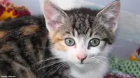 Perut Kucing Anda Membuncit, Hati-hati Infeksi Rahim!