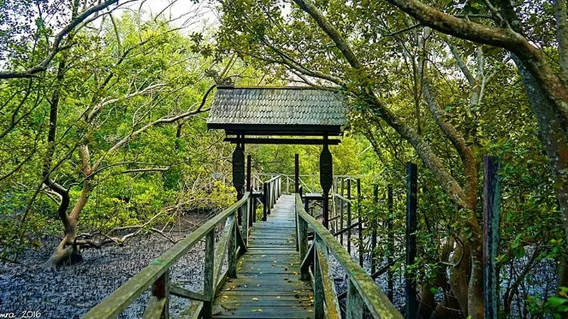 Kawasan Hutan Mangrove Margomulyo