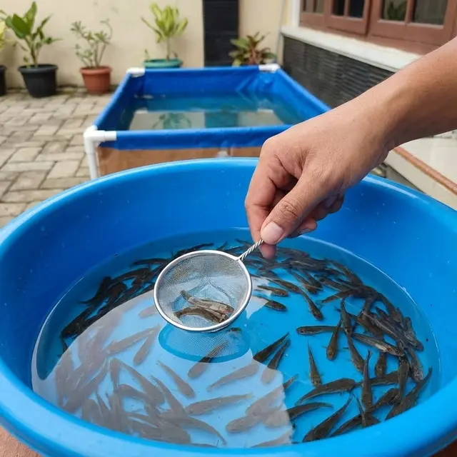 Cara Ternak Lele di Kolam Terpal Kecil Minim Air dan Perawatan