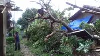 Data sementara dampak puting beliung dua rumah rusak berat akibat tertimpa pohon dan 200 rumah rusak ringan. (Liputan6.com/Achmad Sudarno)