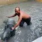 Evakuasi tapir yang masuk ke kolam ikan warga di Pekanbaru. (Liputan6.com/M Syukur)