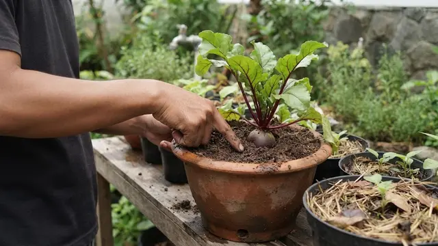 Menanam Bit Merah dari Benih