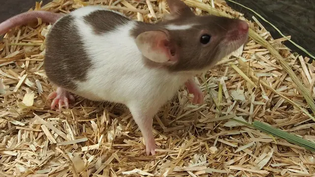 Fancy Mouse