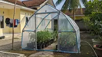 7 Ide Greenhouse Mini Hemat Biaya untuk Kebun Cabai Rumahan, Modal Barang Bekas