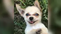 Anjing Chihuahua yang ditemukan saat tengah berada bandara Las Vegas (Facebook/Connor and Millie's Dog Rescue CMDR)