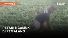 Petani