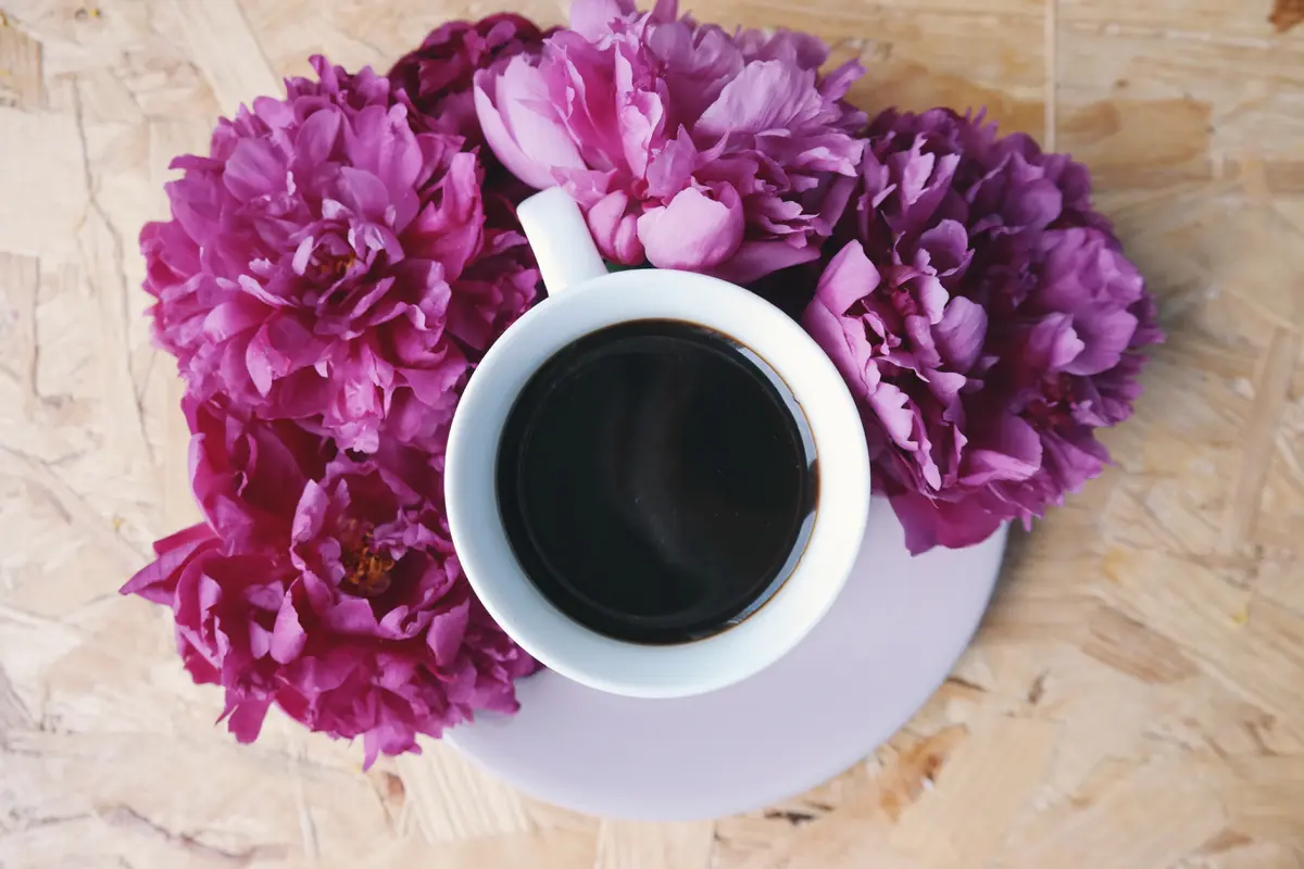 kopi