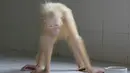 Orangutan albino ini diperkirakan berusia 5 tahun, berjenis kelamin betina dan sub spesies dari Pongo Pygmaeus Rumbii, dari Kalteng, Rabu (3/5). (AP/Indrayana/BOSF)