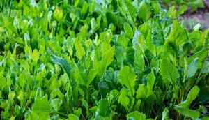 ciri ciri daun sambung nyawa ©Image by Rajesh Balouria from Pixabay