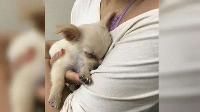 Anjing Chihuahua yang ditemukan saat tengah berada bandara Las Vegas (Facebook/Connor and Millie's Dog Rescue CMDR) 