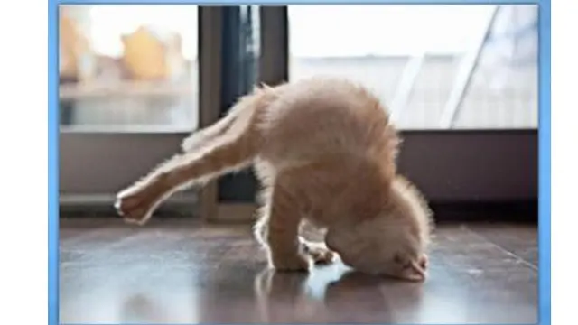 6 Potret Kucing Bergaya Akrobat Ini Bikin Gemas, Ada yang Kayang