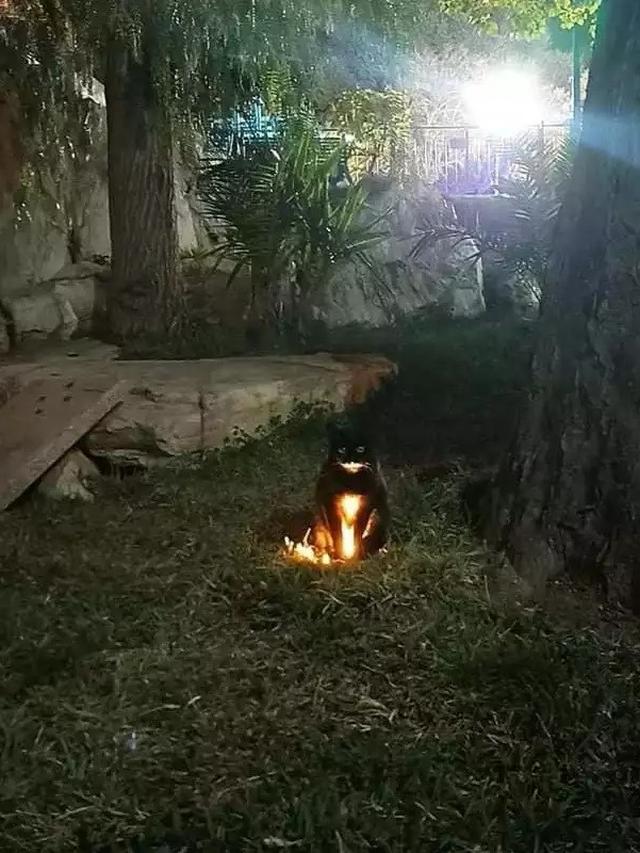 6 Momen Kucing Bikin Kaget Ini Nyeleneh Banget, Bikin Tepuk Jidat