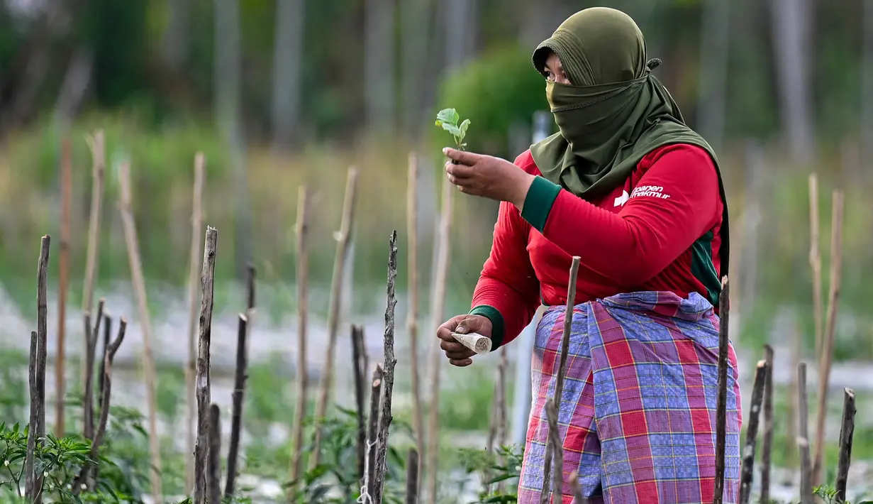 Anggota kelompok Tani Jaya merawat tanaman bawang merah dan cabai yang dibudidayakan di lahan bekas timbunan lumpur di Meurah Dua, Kabupaten Pidie, Aceh, Jumat , 17 Juli 2026. (AFP/ Chaideer Mahyuddin)