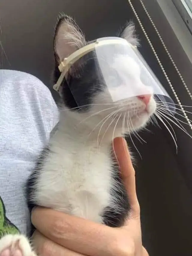6 Potret Lucu Kucing Pakai Masker hingga Face Shield, Ikut Cegah Virus