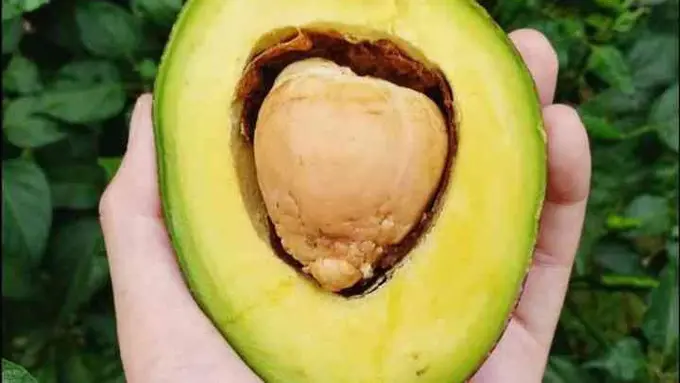 Biji Buah Alpukat (Sumber: Instagram/@loveleafdiary)
