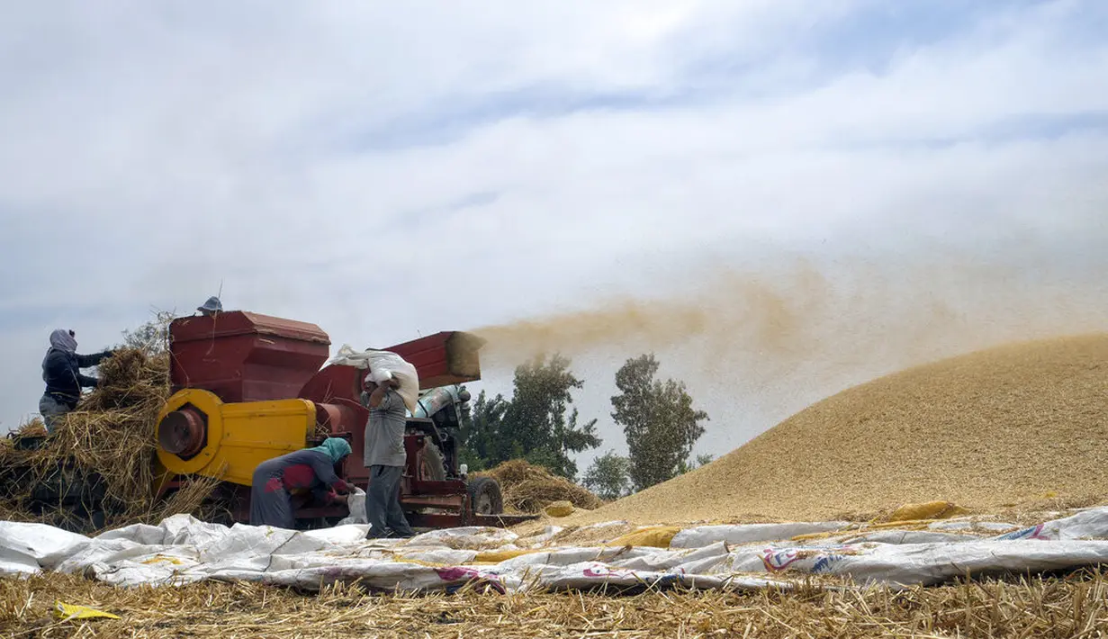 Petani menggiling gandum di sebuah pertanian di provinsi Delta Nil al-Sharqia, Mesir, Rabu (11/5/2022). Mesir sedang mencoba untuk meningkatkan produksi gandum dalam negeri karena perang di Ukraina telah tegang pasokan gandum internasional. (AP Photo/Amr Nabil)