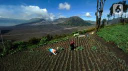 Selain menjadi salah satu destinasi wisata di Tanah Air, Gunung Bromo juga menyuburkan lahan pertanian untuk sayur mayur. (merdeka.com/Arie Basuki)