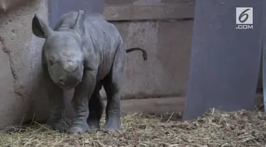 Kebun Binatang Chester, Inggris, tengah berbahagia. Pasalnya, Malindi, badak hitam asal Kenya, yang hampir punah, melahirkan seekor bayi badak jantan yang lucu.