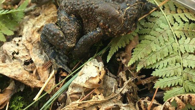 Bikin Geger, Penemuan Kodok Tanpa Wajah di Amerika