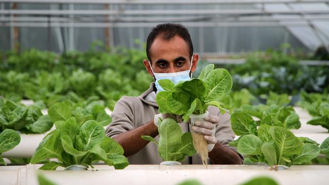 Ketahui Cara Menanam Hidroponik Sederhana di Rumah, Bercocok Tanam dengan Media Air