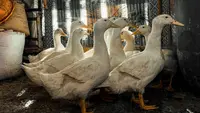 8 Cara Mengatur Pakan Bebek Petelur agar Produksi Telur Maksimal, Hasil Panen Banyak