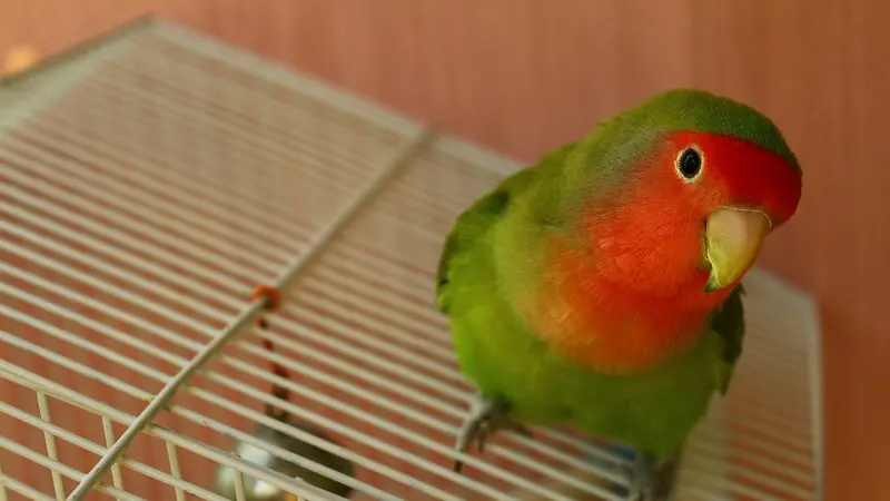 Cara Menjodohkan Lovebird