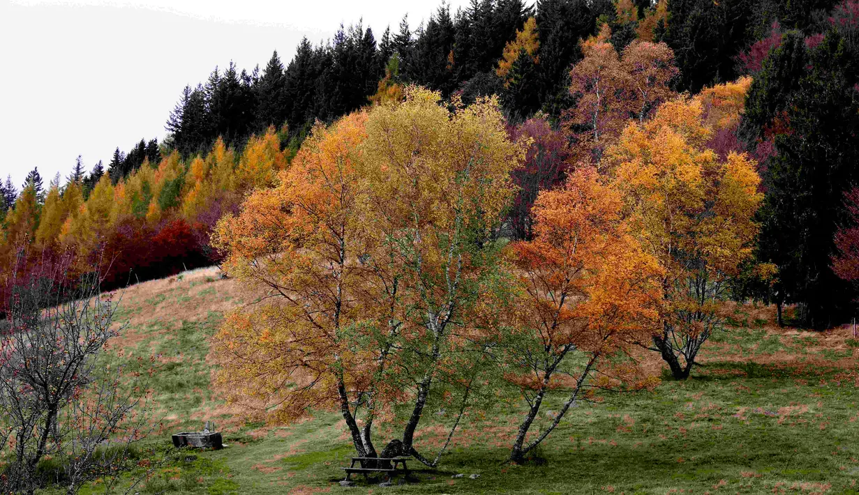 Warna daun-daun musim gugur di pegunungan Vosges menandai pergantian musim di Rimbach, kawasan Alsace, Perancis timur, Selasa (3/11). (REUTERS / Jacky Naegelen)