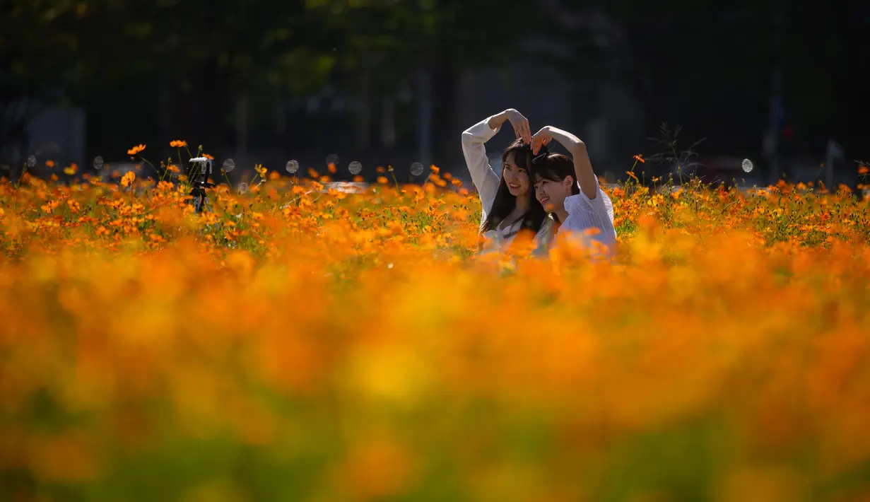 Orang-orang berpose di antara hamparan bunga cosmos yang tumbuh di area parkir mobil di Goyang, sebelah barat Seoul pada 22 September 2020. (Photo by Ed JONES / AFP)