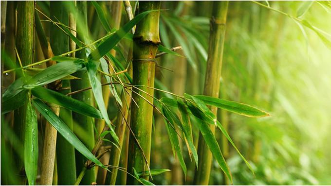 Hasil gambar untuk bambu