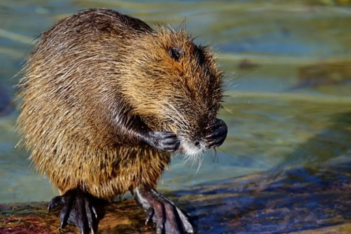 Ilustrasi Tikus (Foto: Pixabay)