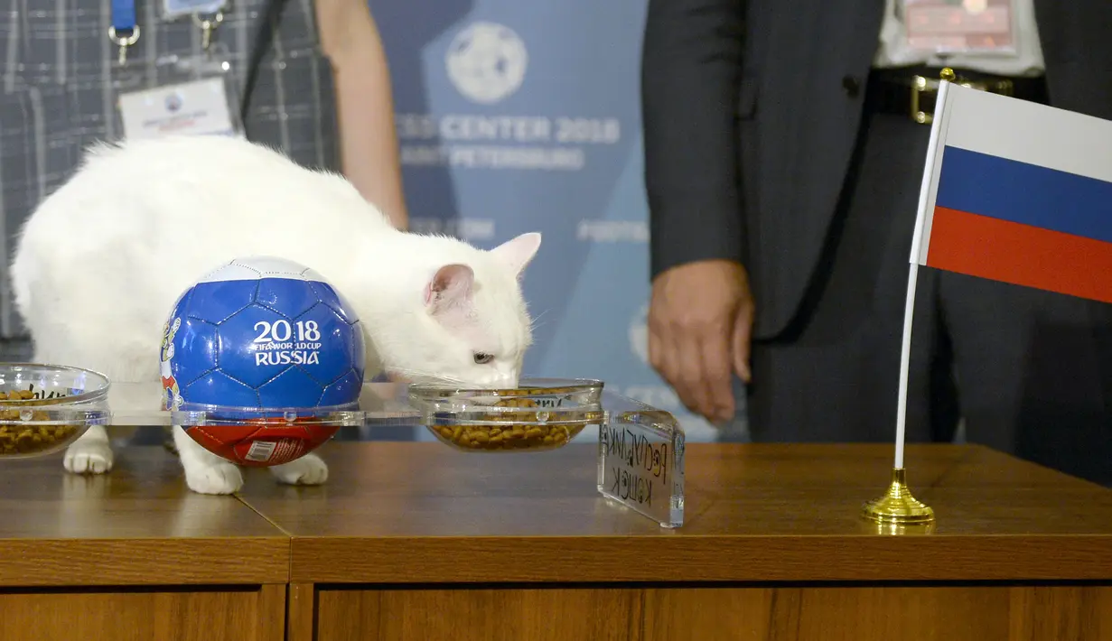 Kucing bernama Achilles memprediksi hasil pertandingan antara Rusia dan Arab Saudi di Saint Petersburg, Rusia, Rabu (13/6). Kucing putih dan tuli ini dipilih pada 12 Maret 2018 sebagai hewan peramal resmi untuk Piala Dunia 2018. (Olga Maltseva/AFP)