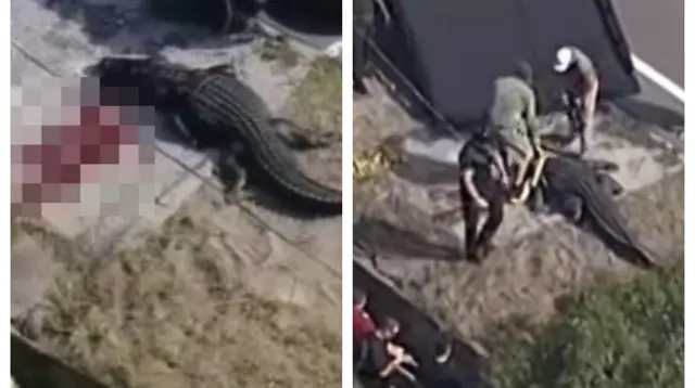Mayat manusia berukuran penuh ditemukan dalam mulut aligator berukuran 13 kaki dan 8,5 inci. Sumber: siakapkeli