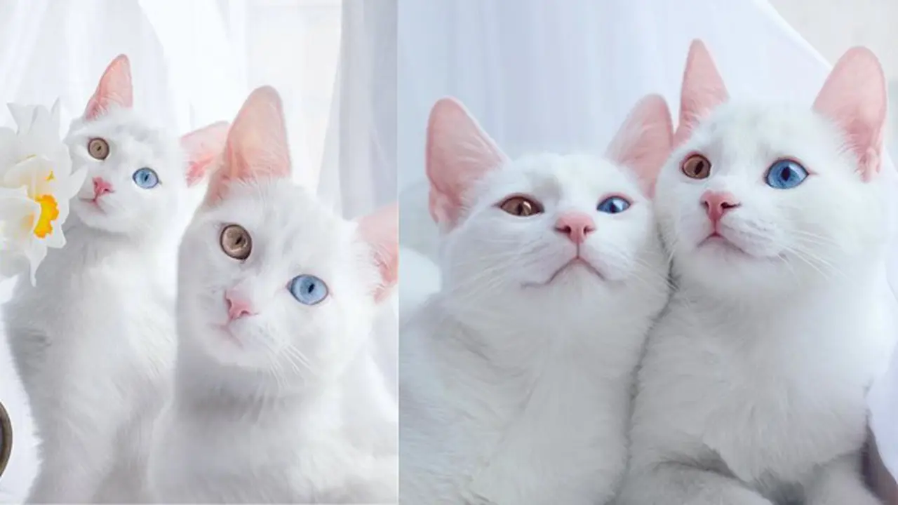 Kucing Menyimpan 7 Rahasia yang Mengejutkan, Apa Saja?