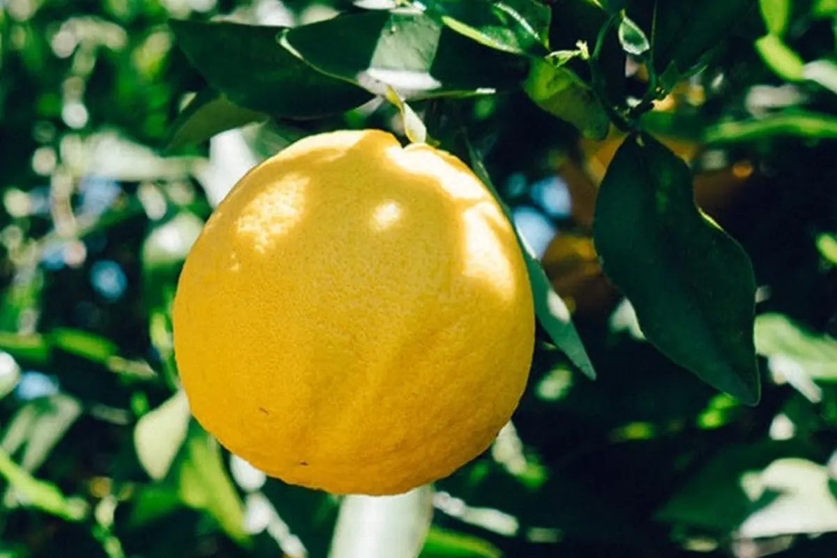 Ilustrasi lemon