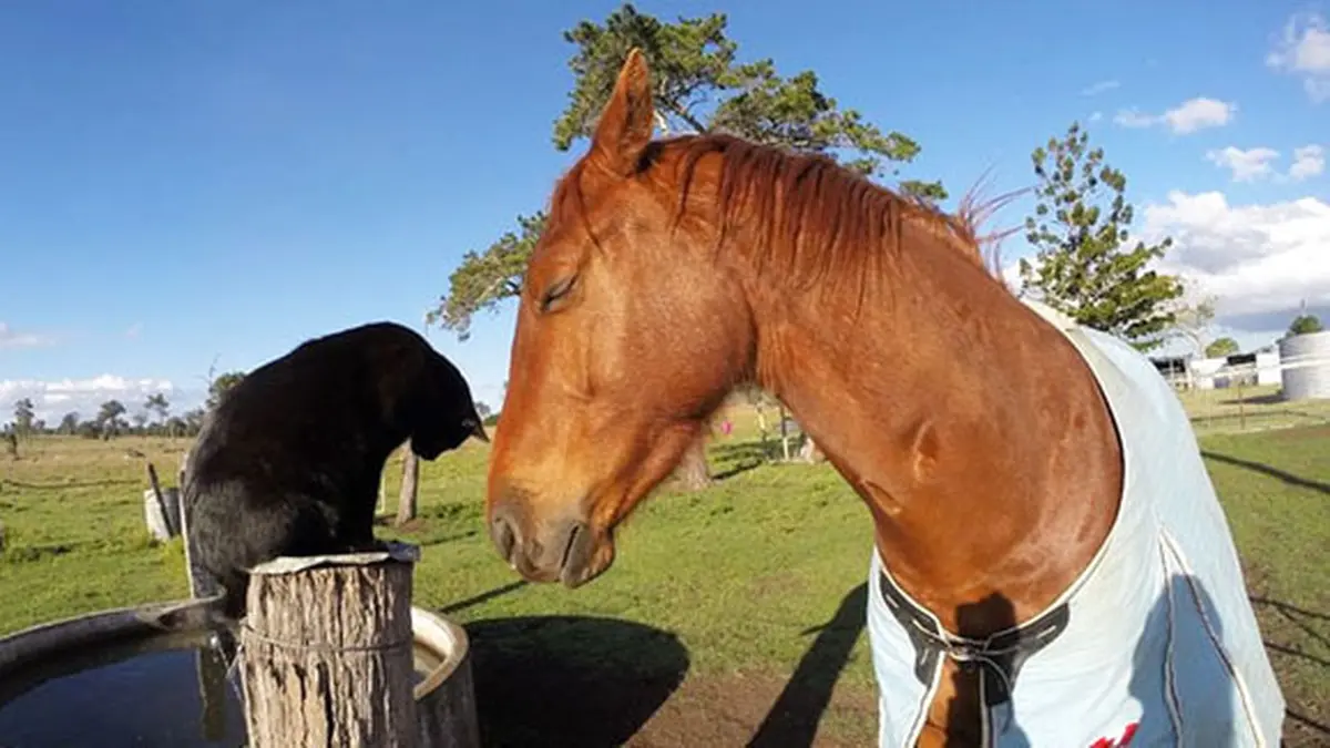 Кошка лошадка. Кот на лошади. Лошадь и кошка. Дружба кошки и лошади. Лошади дружат.