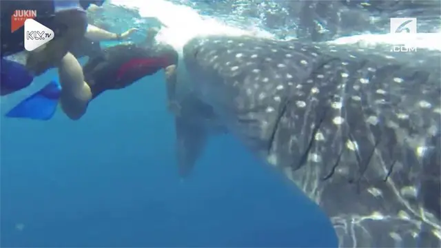 Seorang penyelam hampir digigit hiu paus saat ingin berenang bersama, beruntung rekan sang penyelam berhasik menyelamatkannya.