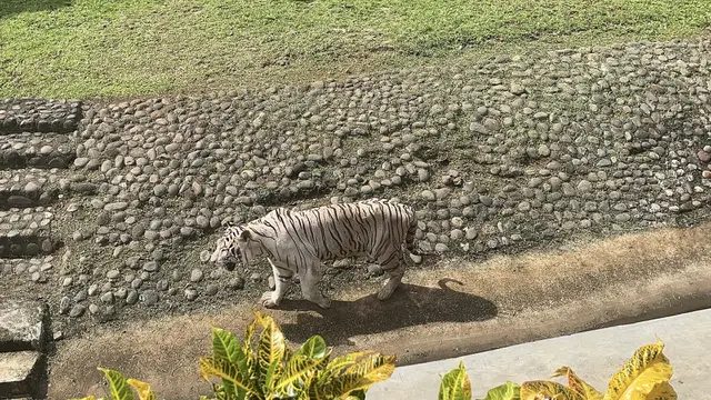 Harimau Sri Deli Tampak Sehat