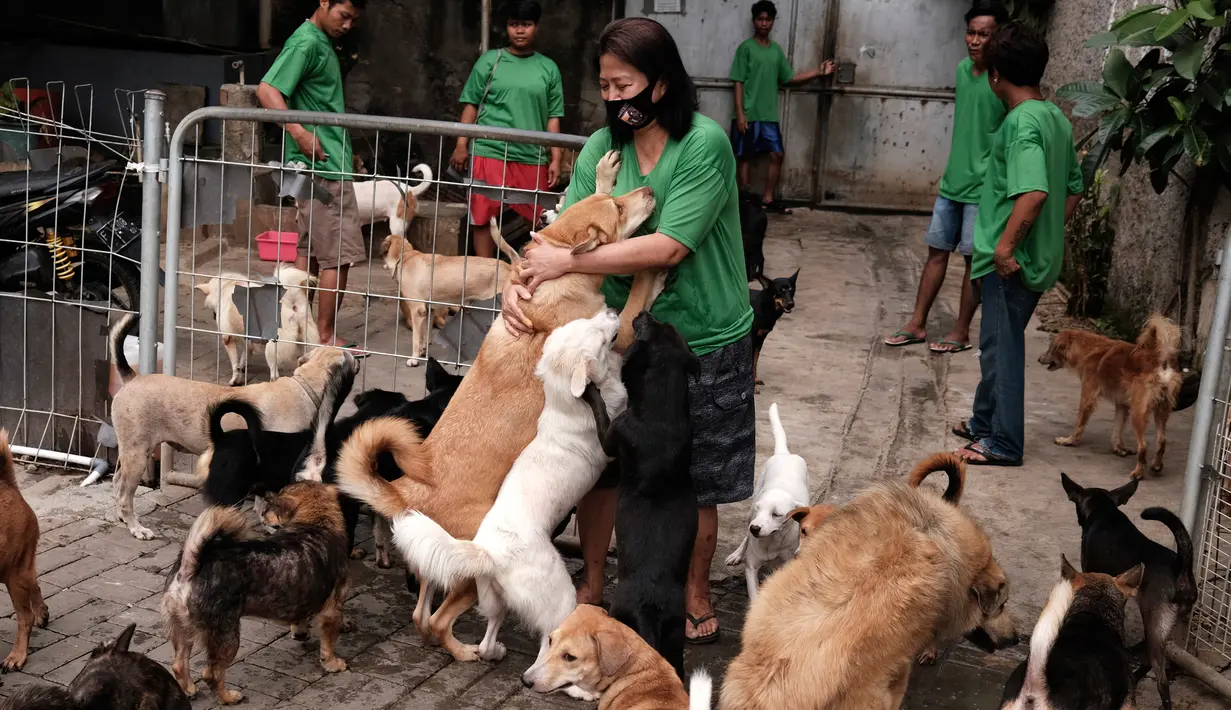 Susana Somali bereaksi ketika anjing menyambutnya, setibanya di Pejaten Shelter, rumah bagi lebih dari 1.400 anjing yang ia pelihara, di Jakarta, Kamis, (2/7/2020). (AP Photo/Dita Alangkara)