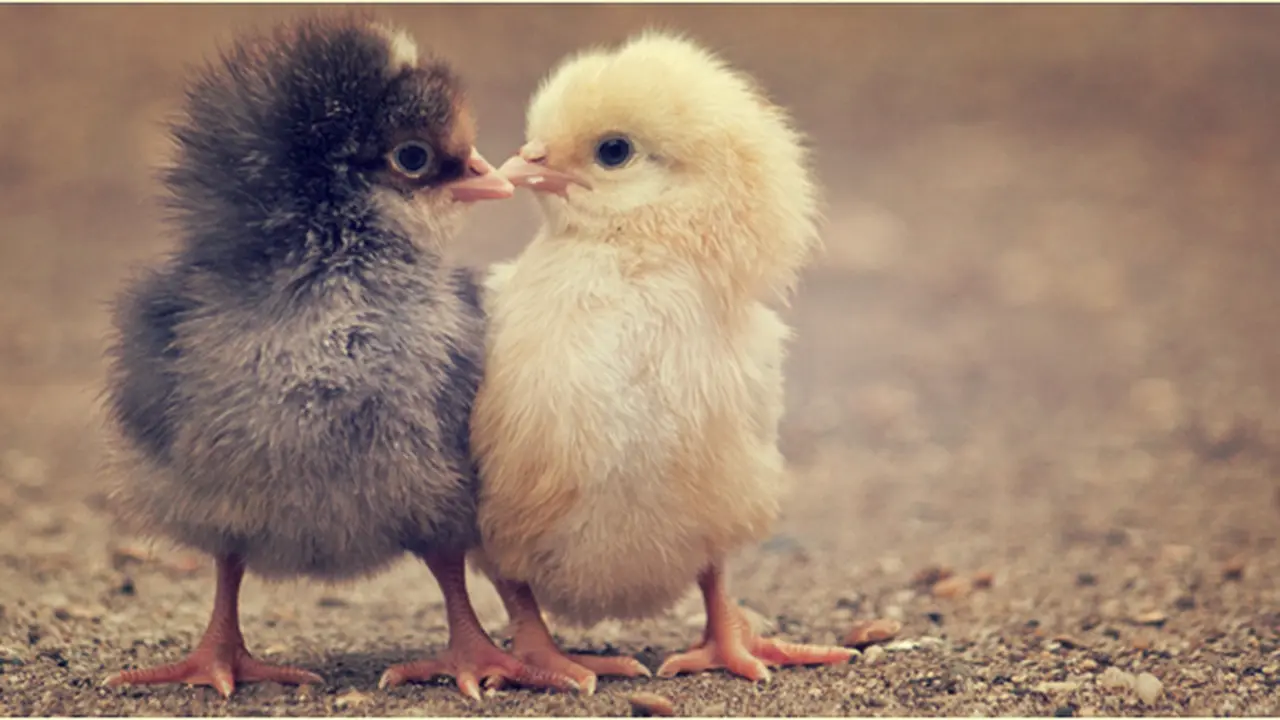 Courtesy ShutterStock.com