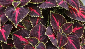 10 Tanaman Hias Indoor dengan Daun Warna Warni yang Bikin Ruangan Lebih Hidup dan Estetik