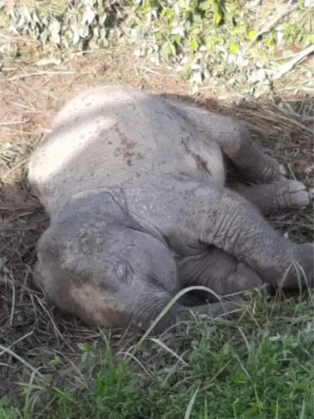 Haru, Ibu Gajah Coba Bangunkan Anaknya yang Mati Tertabrak Mobil