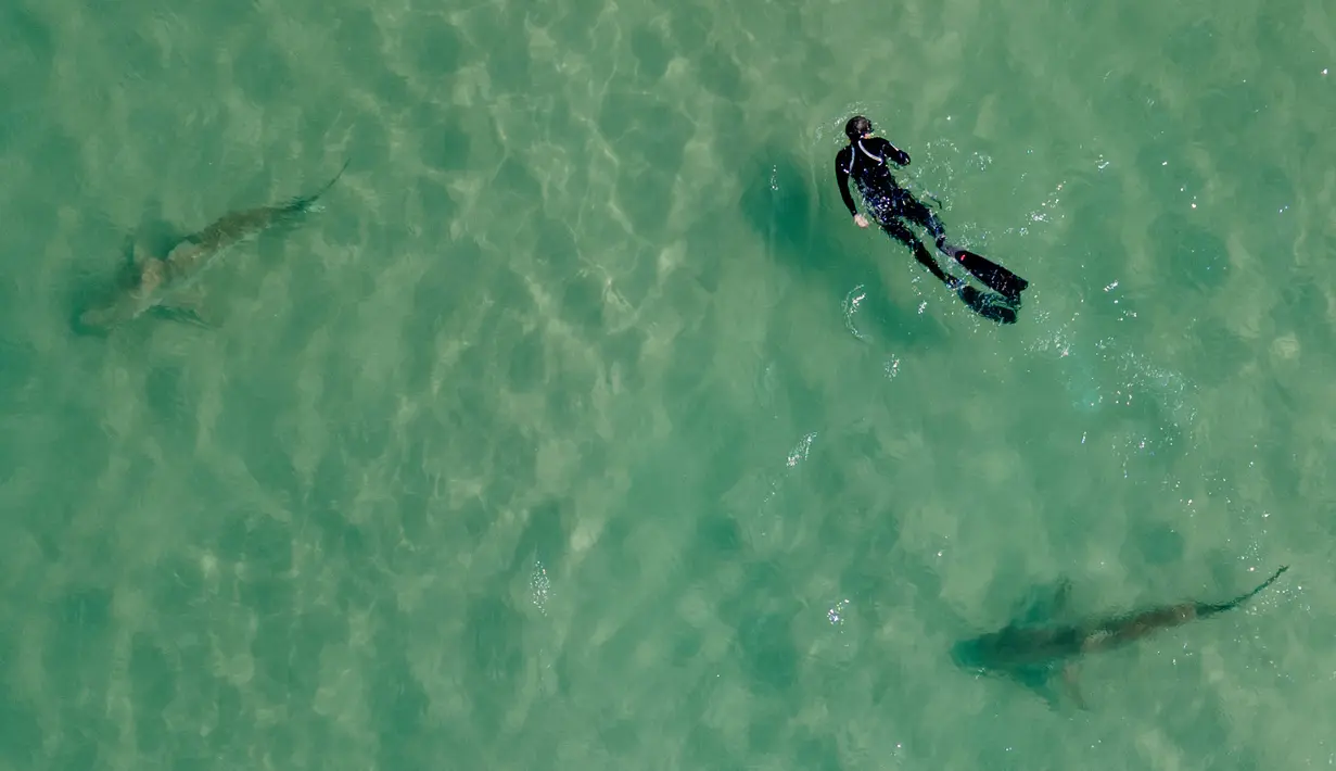 Hiu berenang di samping seorang perenang snorkling di Laut Mediterania dekat pembangkit listrik di lepas pantai Hadera, Israel, Rabu (23/2/2022). Air panas yang memancar dari pabrik industri di kota Hadera di utara Israel menarik hiu-hiu ini. (AP Photo/Ariel Schalit)