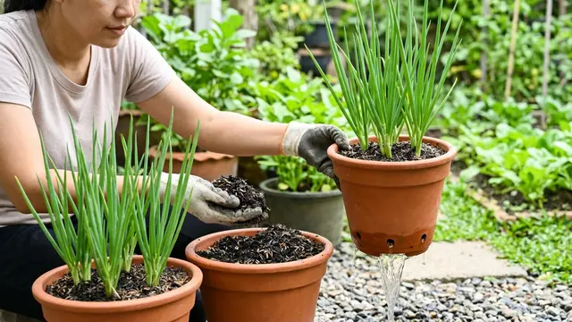 Cara Merawat Daun Bawang agar Tidak Busuk (AI Generated)