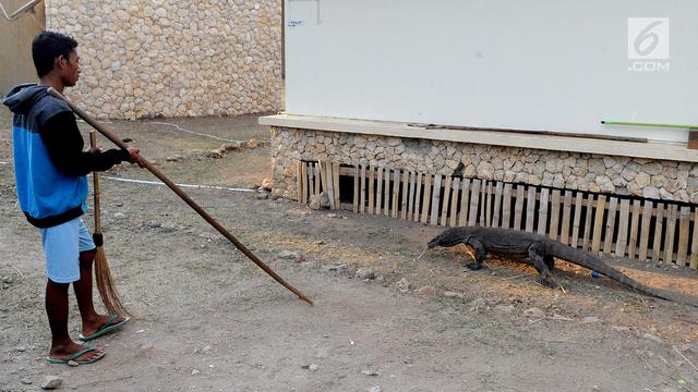 Melihat Interaksi Komodo dengan Manusia di Pulau Rinca