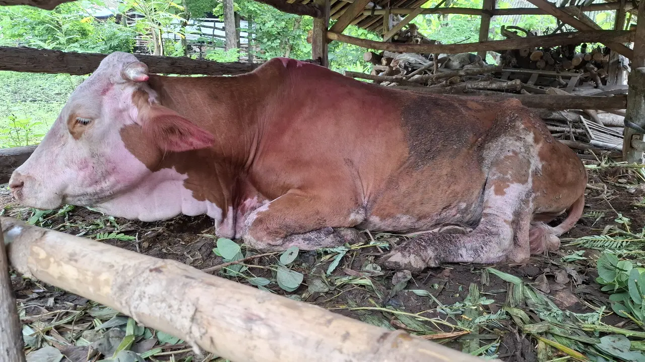 Sapi terinfeksi PMK